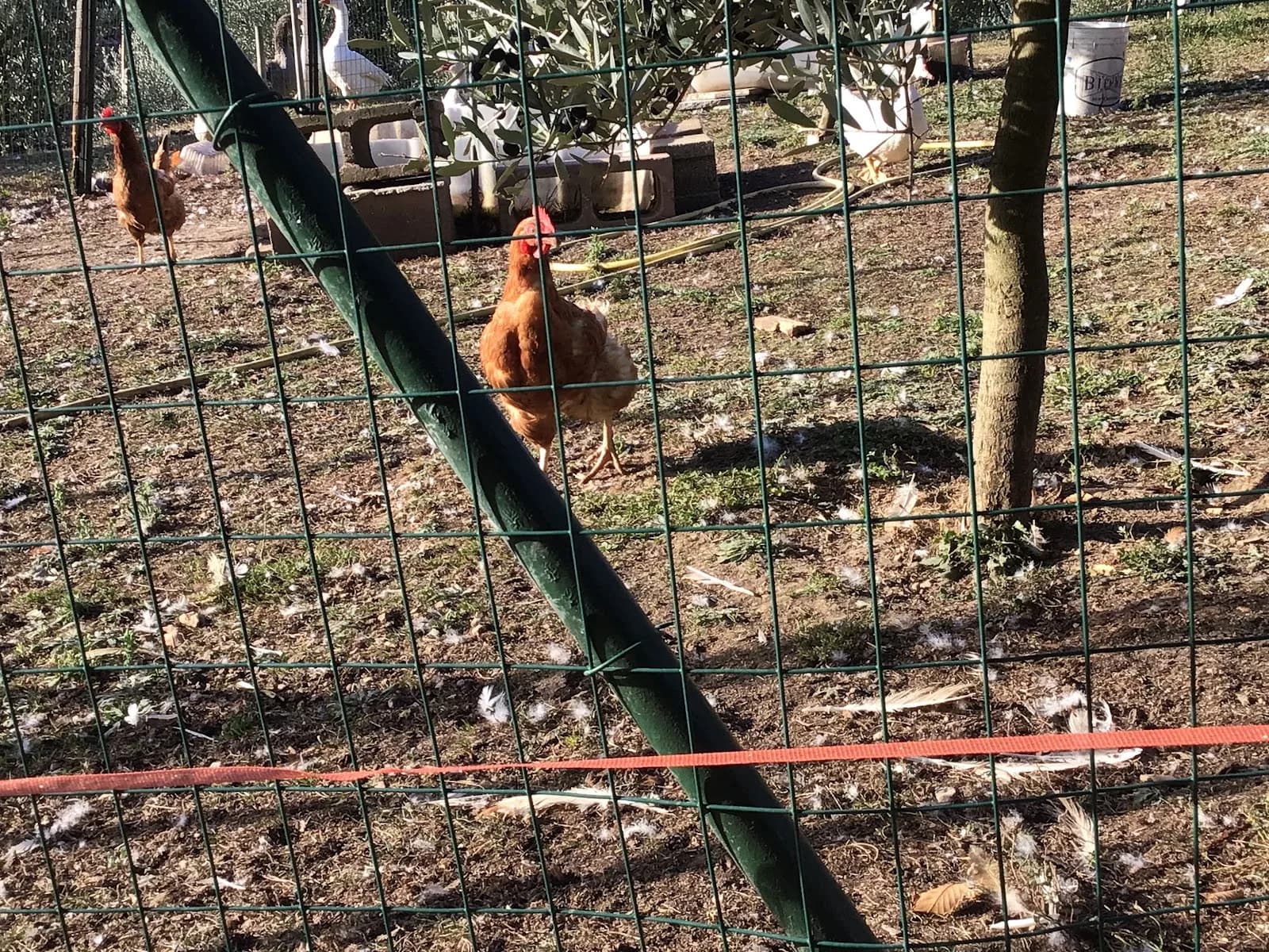 Agriturismo Al Robale
