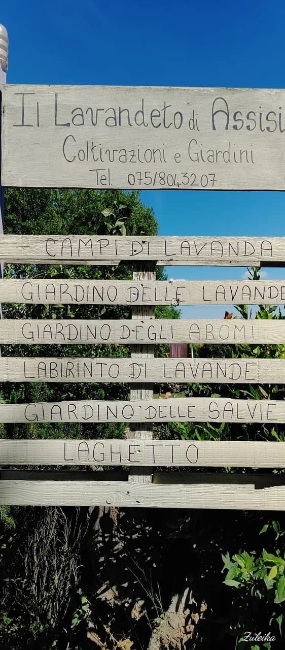 Il Lavandeto Di Assisi