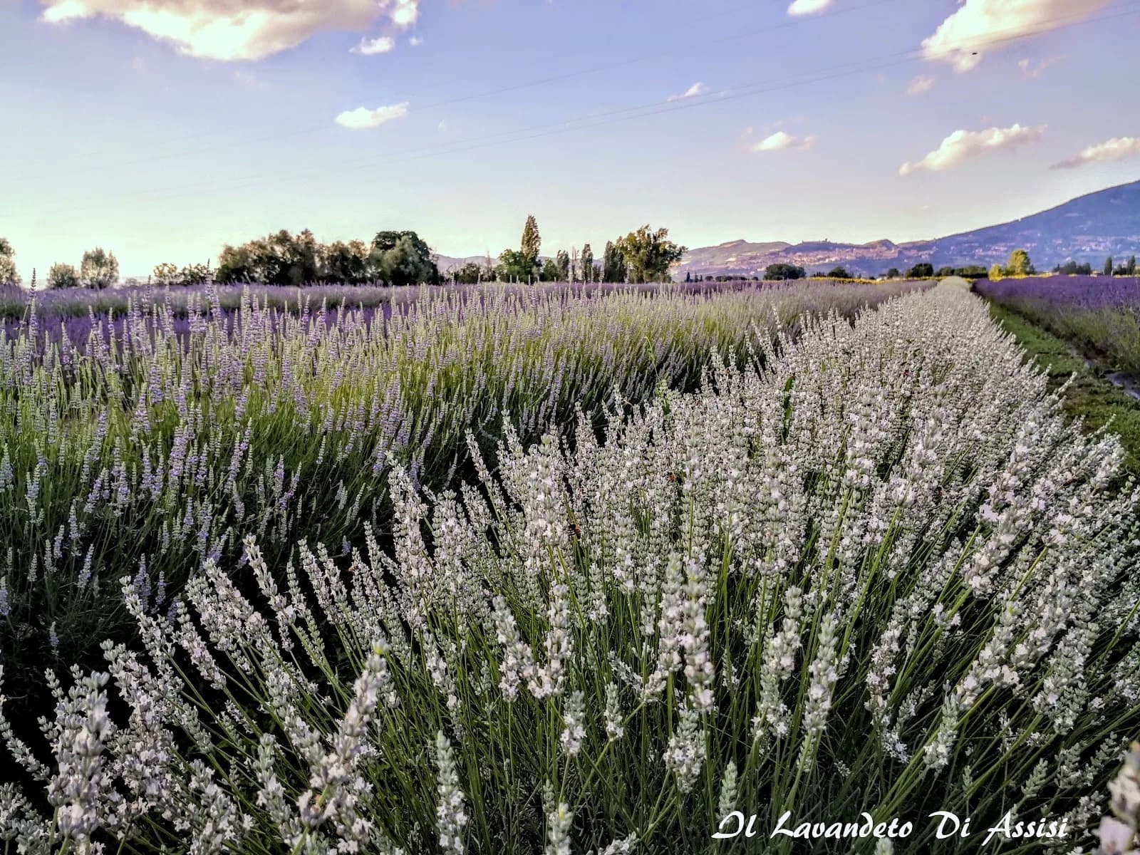 Il Lavandeto Di Assisi
