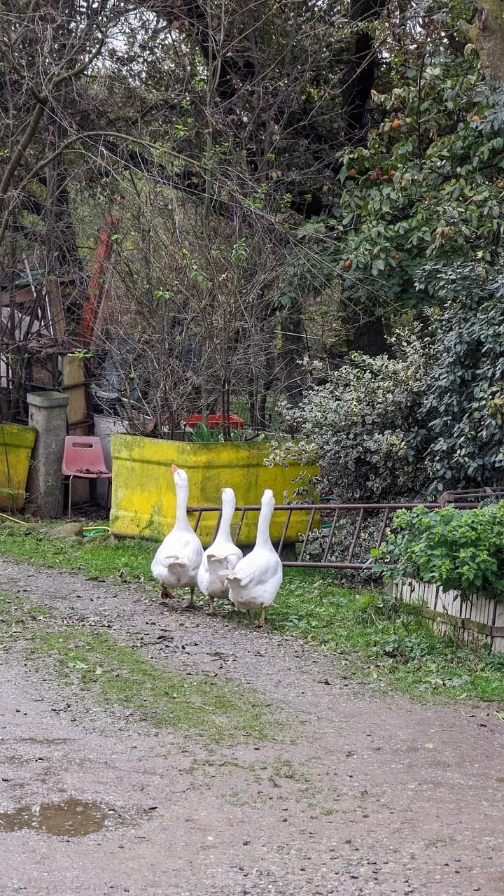 La Collina Degli Stivali