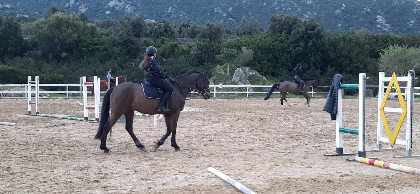 Palahorse