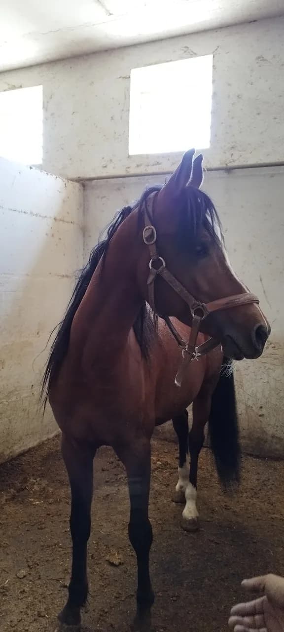 Palahorse