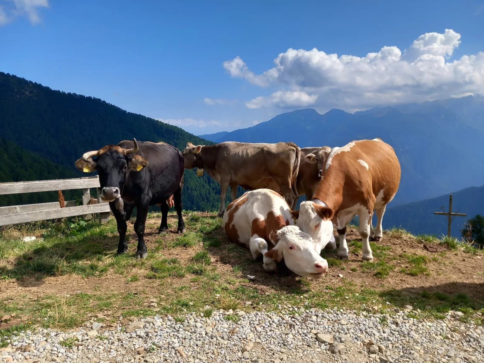 Restor Natura Malga Mondent