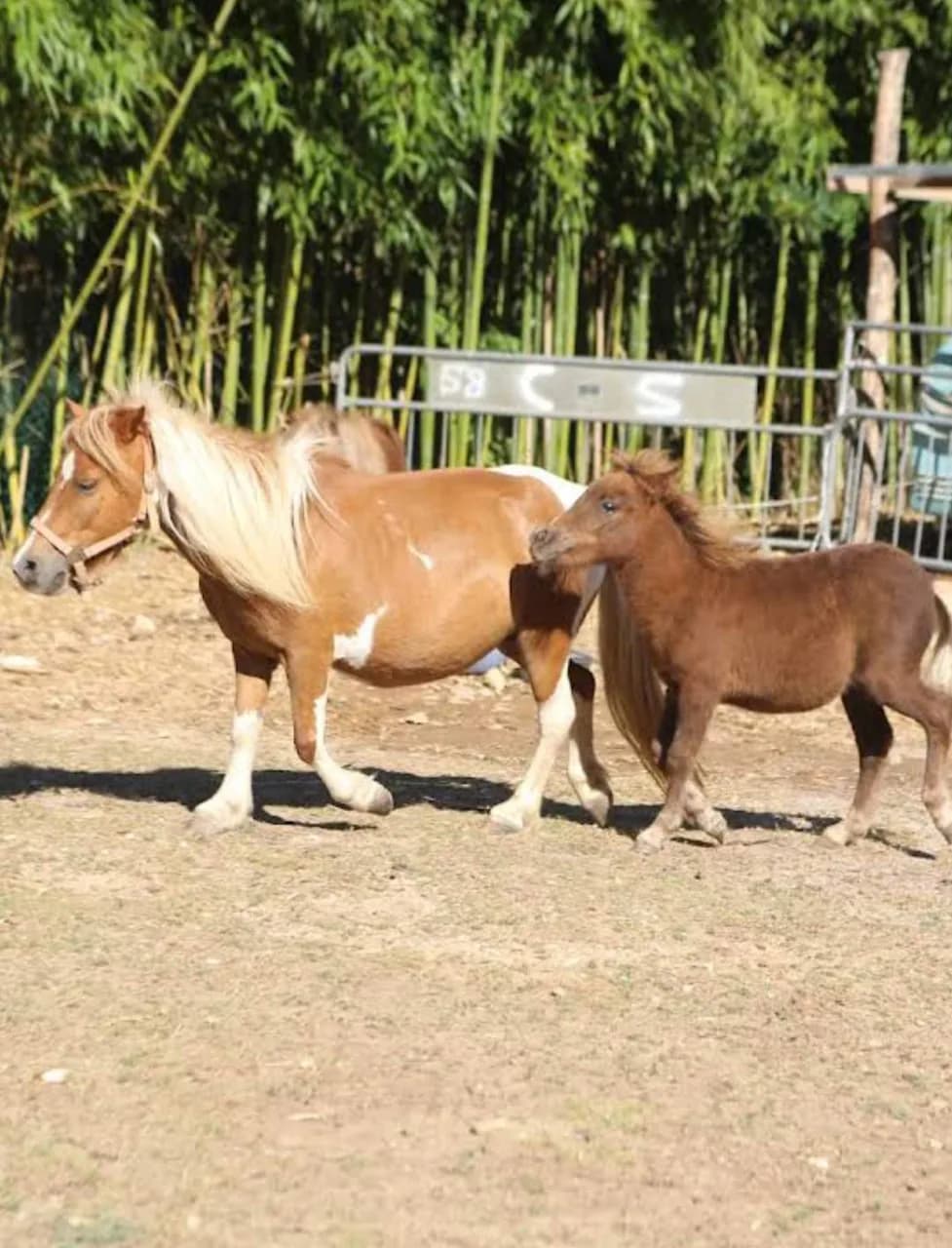 Serbacco Family Park