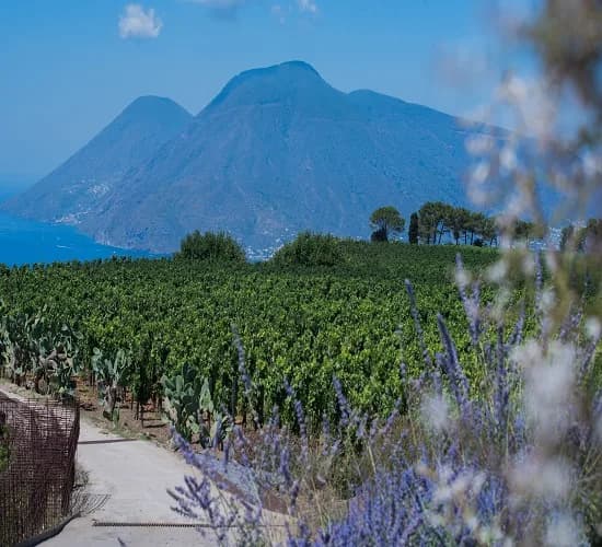 Tenuta Di Castellaro