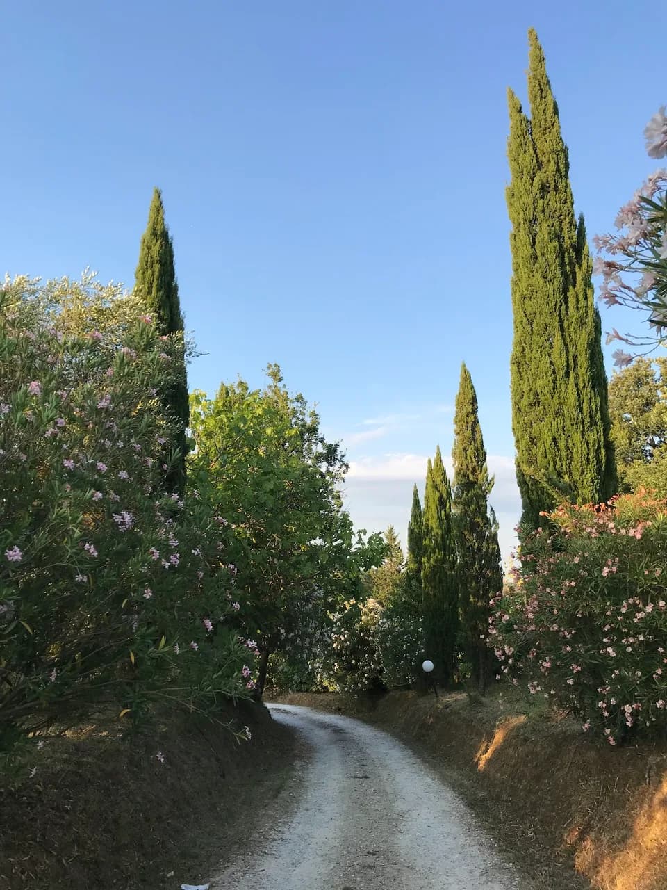 Tenuta Il Pino