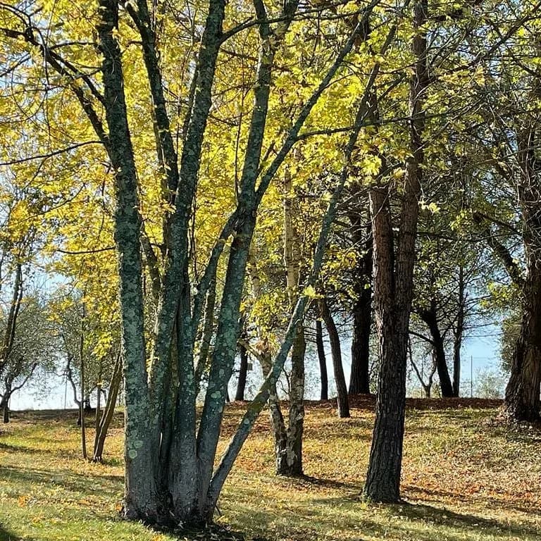 Villa Panconesi