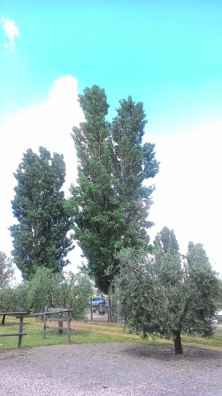 La Corte