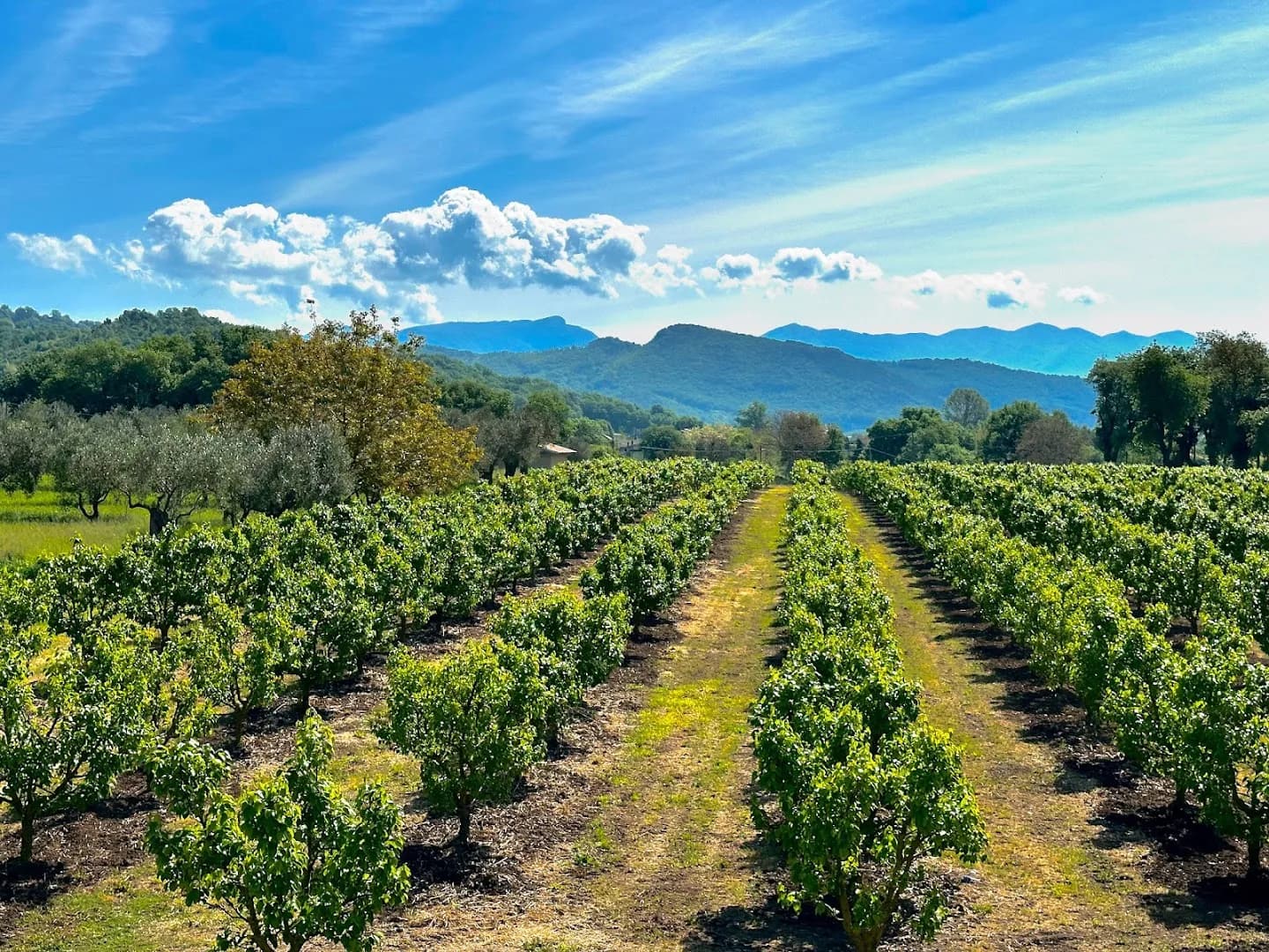 Tenuta San Rufo