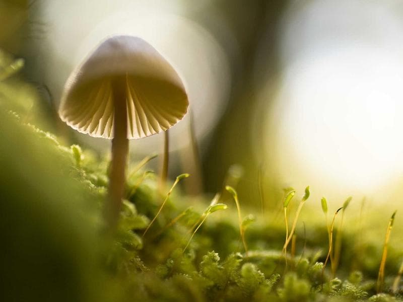 Villa Miani - Giardino