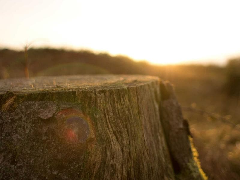 Villa del Cardinale - Giardino