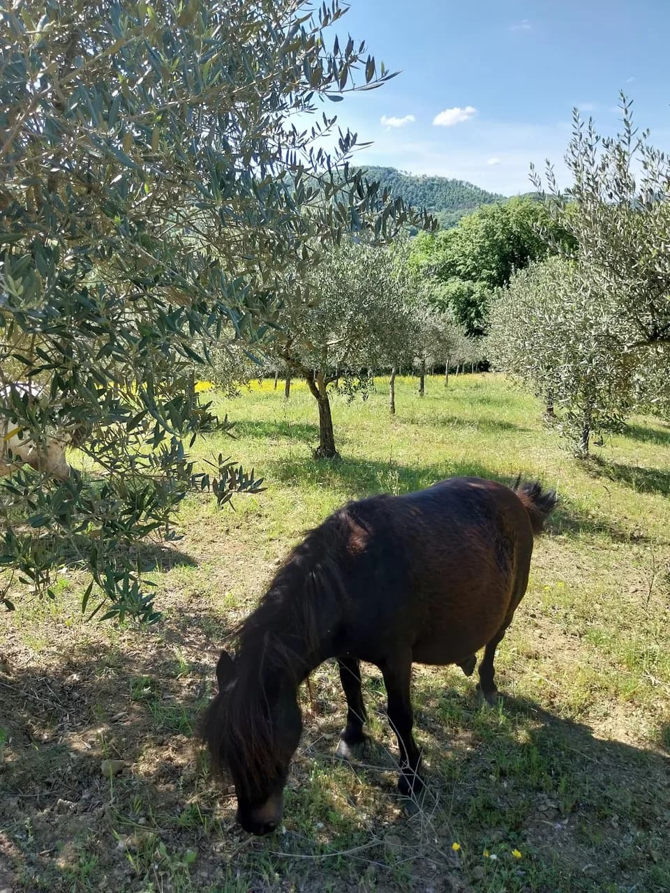 Antico Casale 700