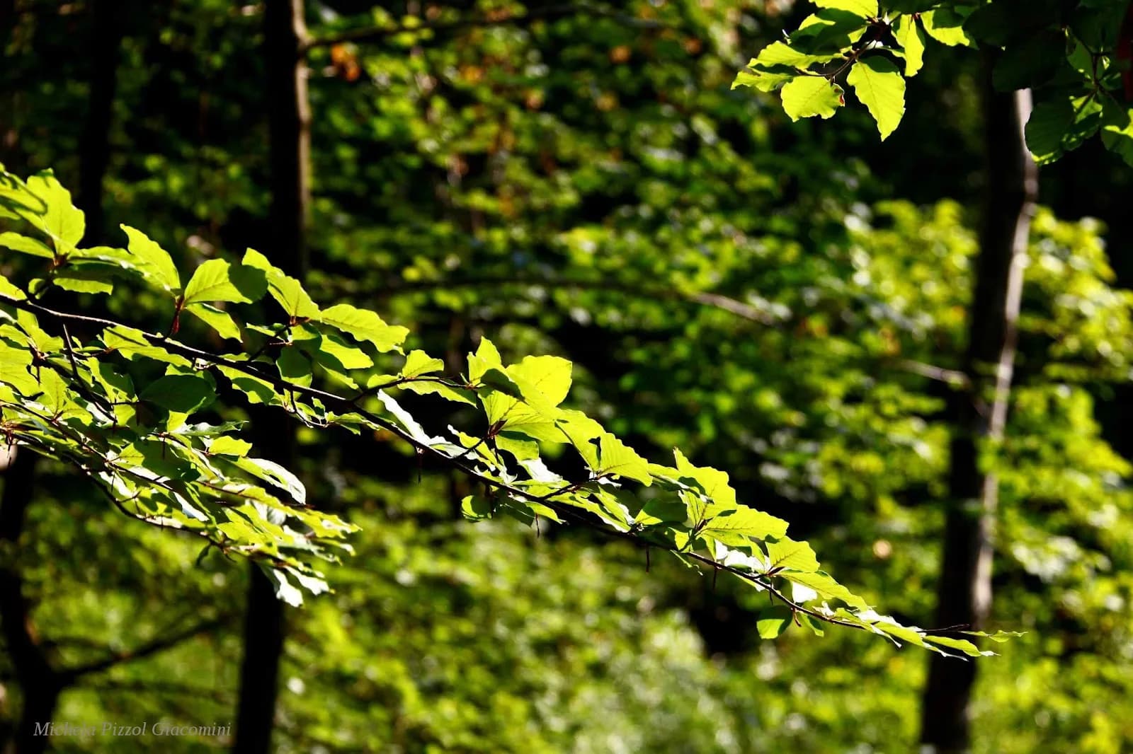 Il Bosco Dellarte